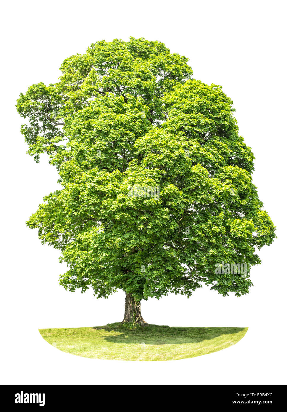 Grüne Ahornbaum isoliert auf weißem Hintergrund. Natur-Objekt Stockfoto
