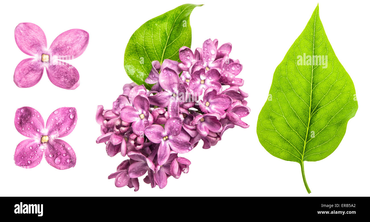 Frühling lila Blüten mit Wasser Tropfen isolierten auf weißen Hintergrund. Stockfoto