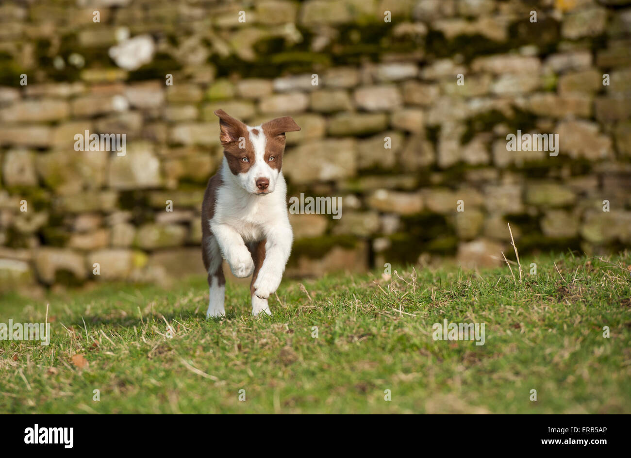 Rote und weiße Border-Collie-Welpen in Feld, Yorkshire, Großbritannien. Stockfoto