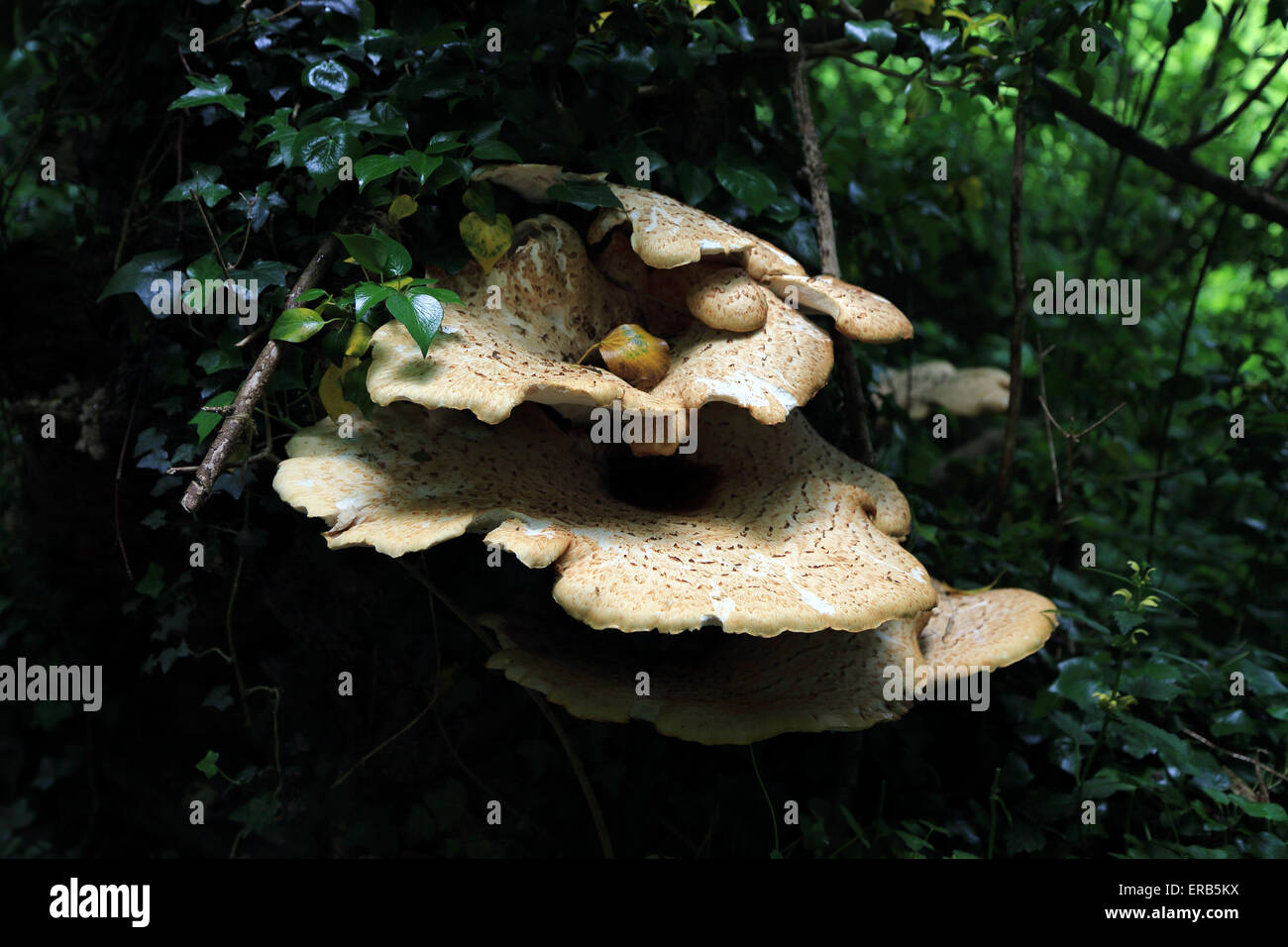 Halterung Pilz auf Baum entlang Bridlepath auf Kingsmill Down, Hastingleigh, Ashford, Kent, England Stockfoto