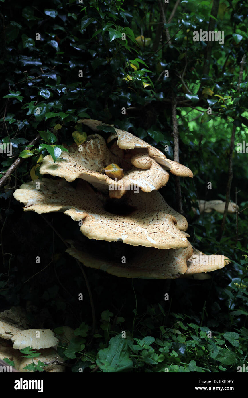 Halterung Pilz auf Baum entlang Bridlepath auf Kingsmill Down, Hastingleigh, Ashford, Kent, England Stockfoto