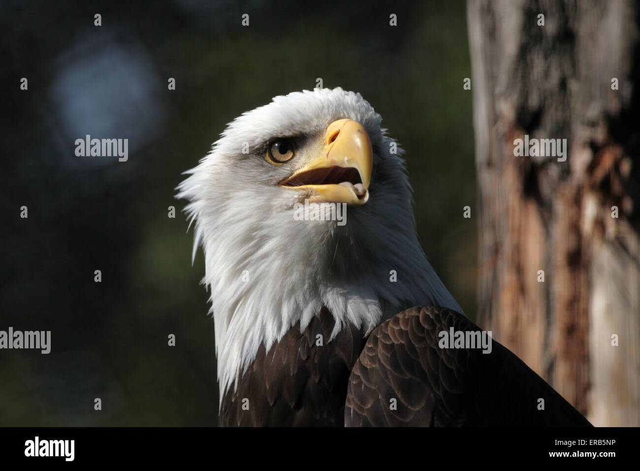 Weißkopf-Seeadler (Haliaeetus Leucocephalus), bekannt als der Nationalvogel der Vereinigten Staaten von Amerika am Zoo Prag. Stockfoto