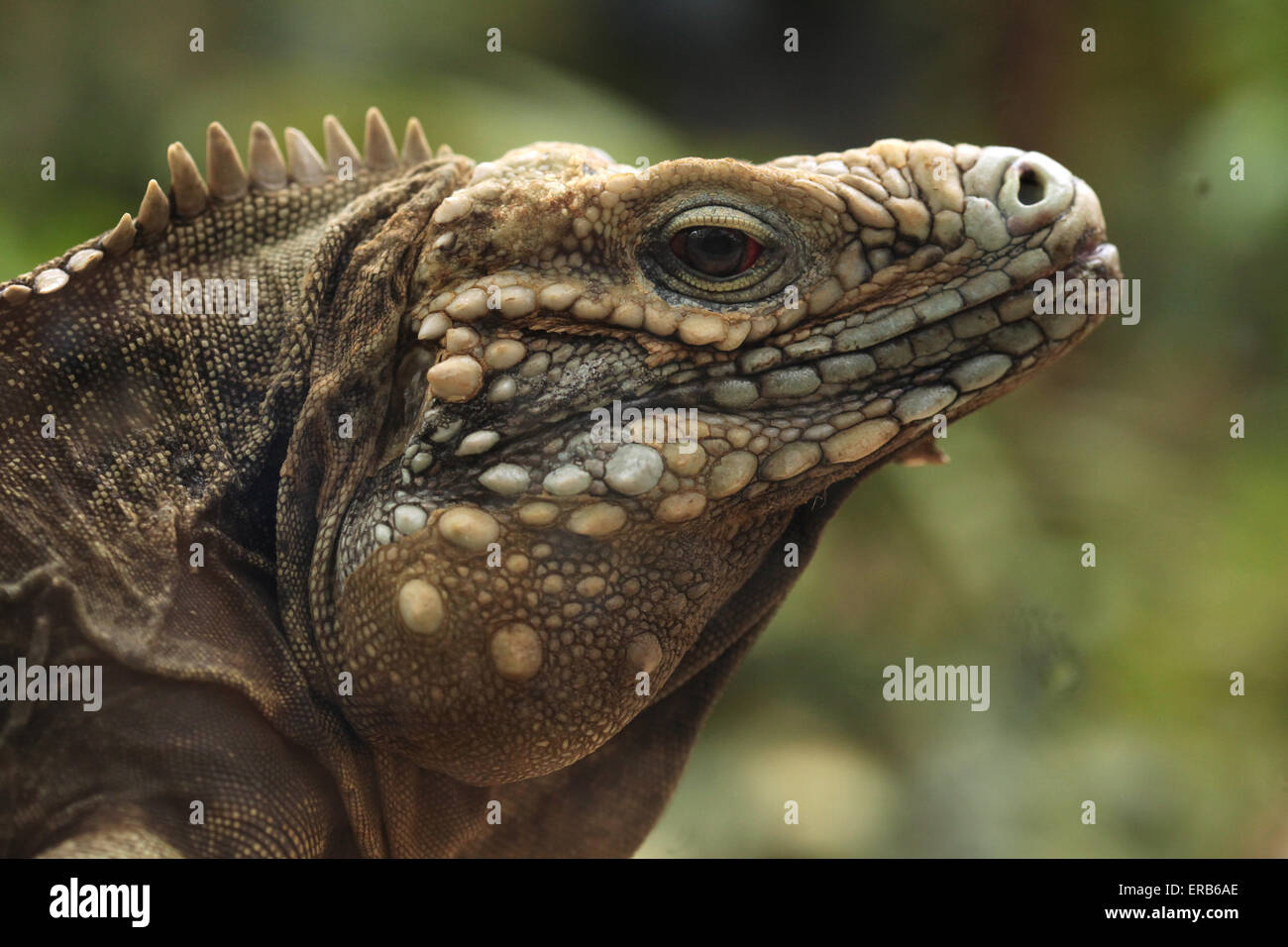 Kubanische Rock Leguan (Cyclura Nubila), auch bekannt als Boden die kubanischen Leguan im Zoo von Prag, Tschechische Republik. Stockfoto