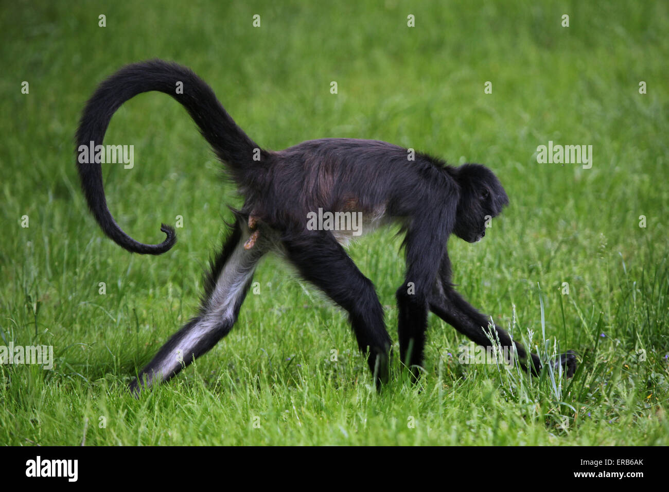 Geoffroy Klammeraffe (Ateles Geoffroyi) am Zoo Prag. Stockfoto