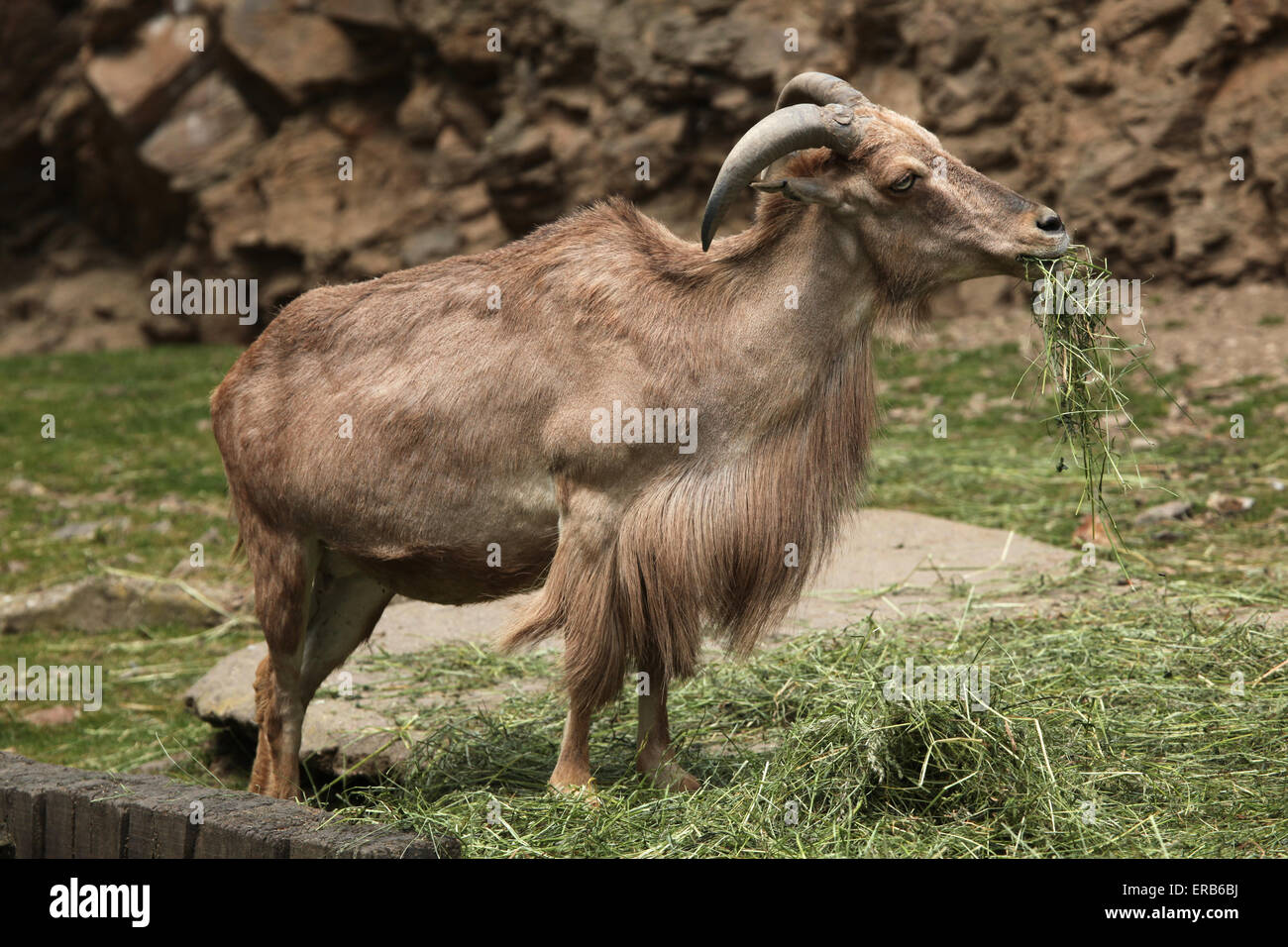 Mähnenspringer (Ammotragus Lervia) am Zoo Prag. Stockfoto