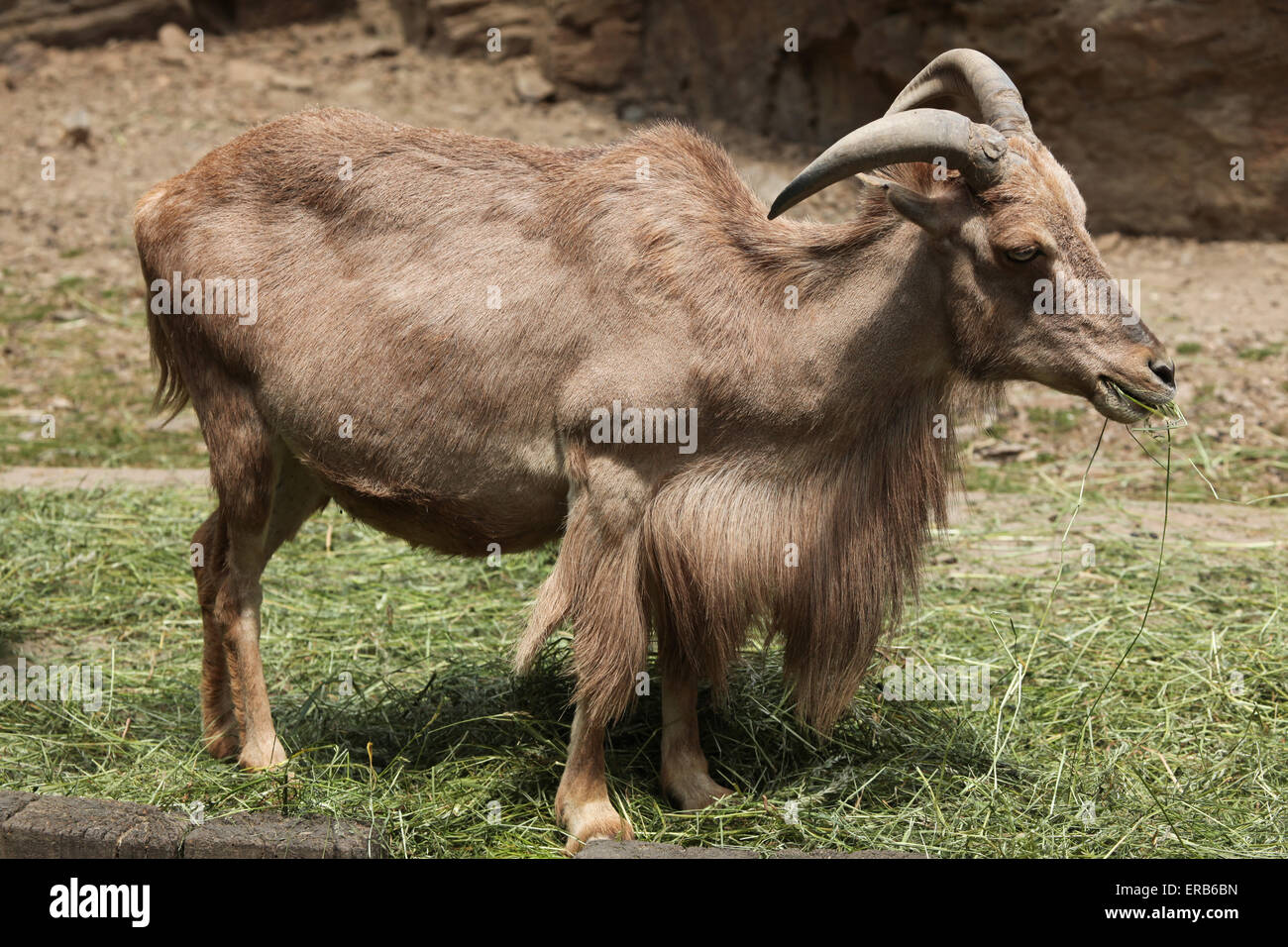 Mähnenspringer (Ammotragus Lervia) am Zoo Prag. Stockfoto