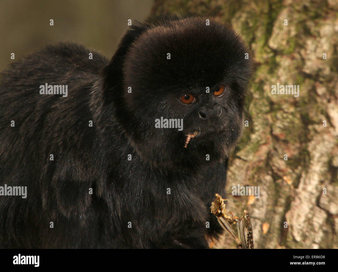 South American Goeldi Marmoset Affen (Callimico Goeldii) kauen auf ein Insekt Stockfoto