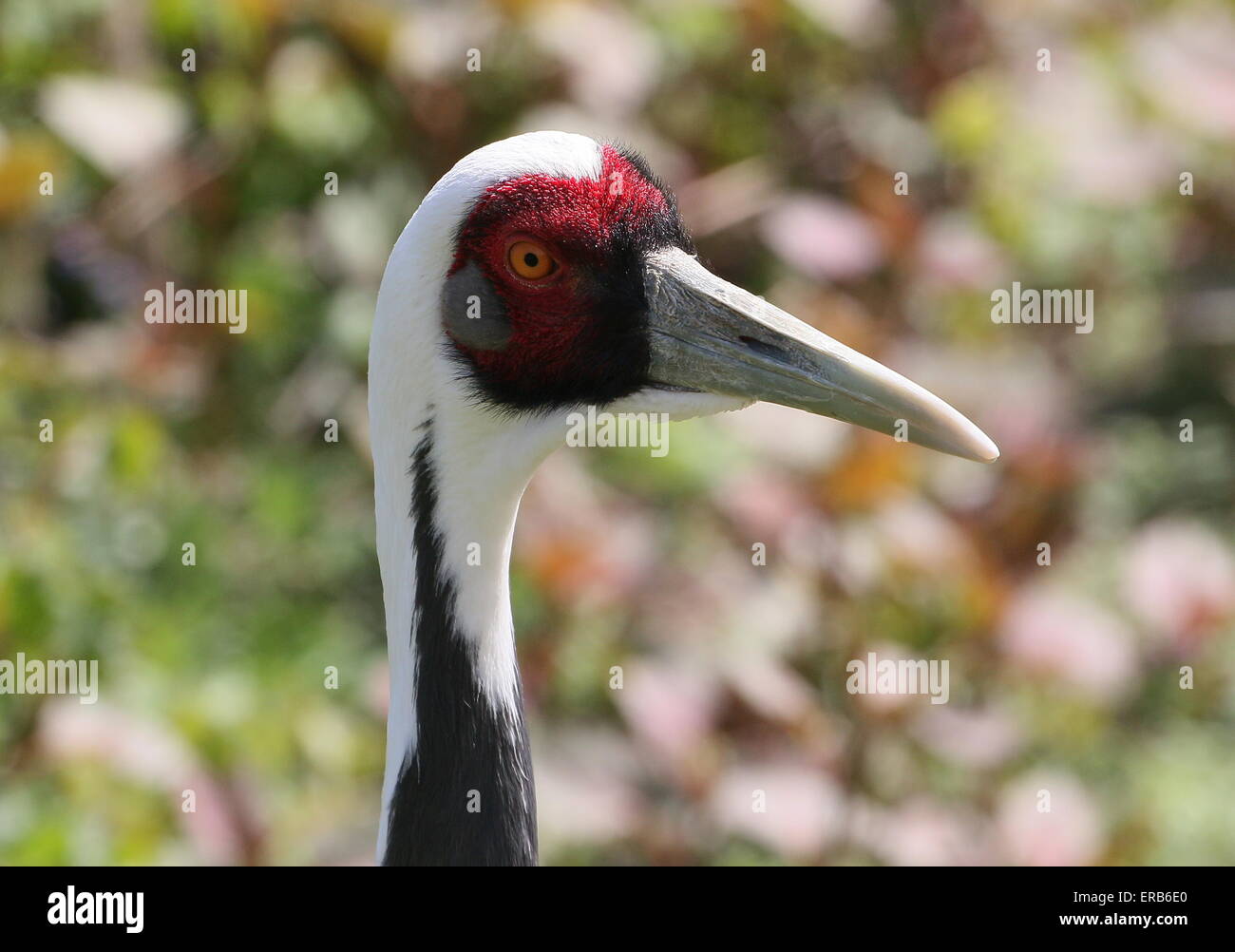 Asiatische White Himalaja-Kranich (Grus Vipio), Nahaufnahme des Kopfes, in die Kamera schaut Stockfoto