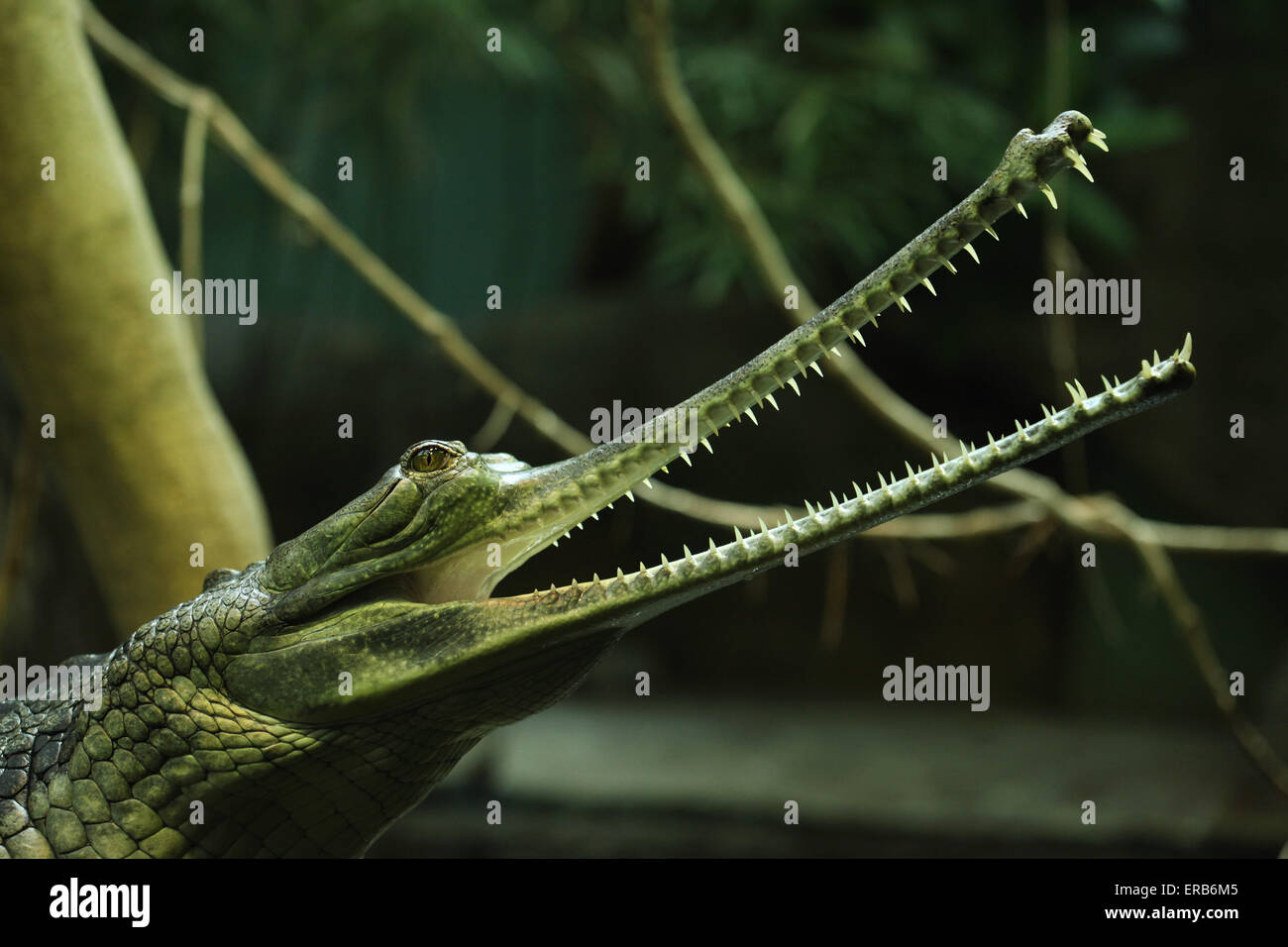 Gangesgavial (Gavialis Gangeticus), auch bekannt als der Gavial im Zoo von Prag, Tschechische Republik. Stockfoto