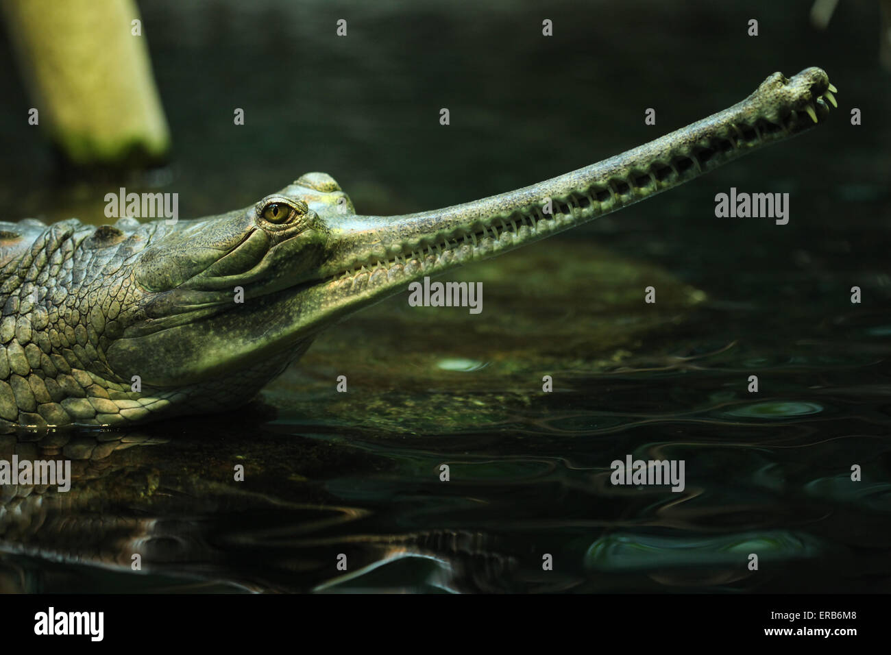 Gangesgavial (Gavialis Gangeticus), auch bekannt als der Gavial im Zoo von Prag, Tschechische Republik. Stockfoto