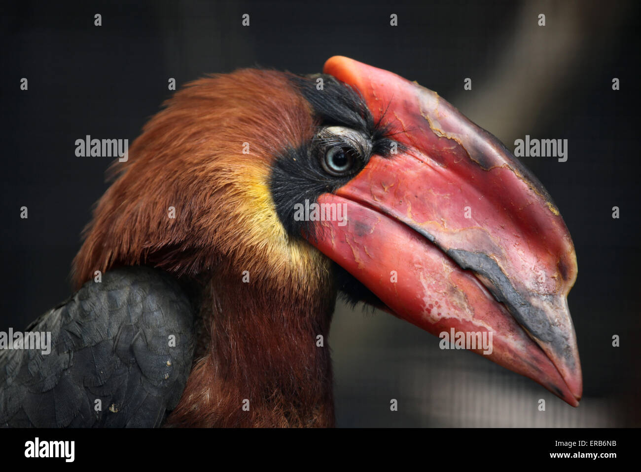 Rufous Hornbill (Buceros Hydrocorax), auch bekannt als der philippinischen Nashornvogel am Zoo Prag. Stockfoto