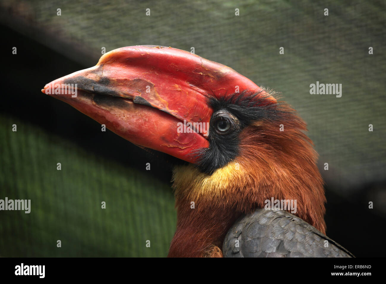 Rufous Hornbill (Buceros Hydrocorax), auch bekannt als der philippinischen Nashornvogel am Zoo Prag. Stockfoto