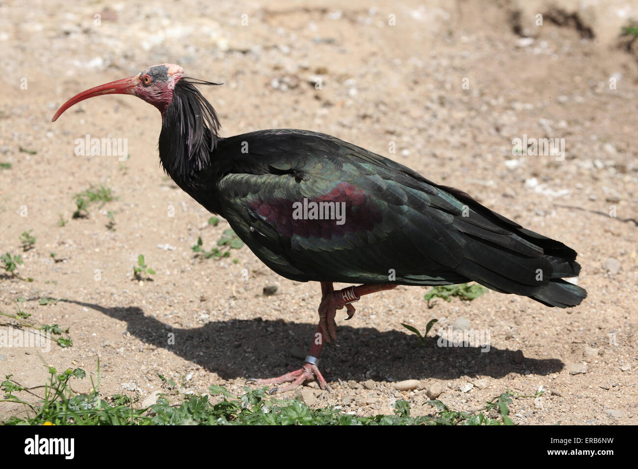 Nördlichen Waldrappen (Geronticus Eremita), auch bekannt als Einsiedler Ibis im Zoo Prag. Stockfoto