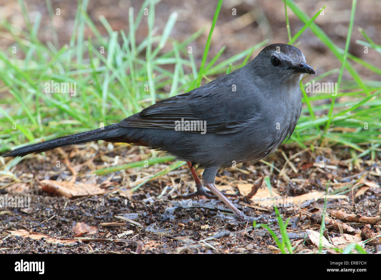 Graue Catbird (Dumetella Carolinensis) Stockfoto