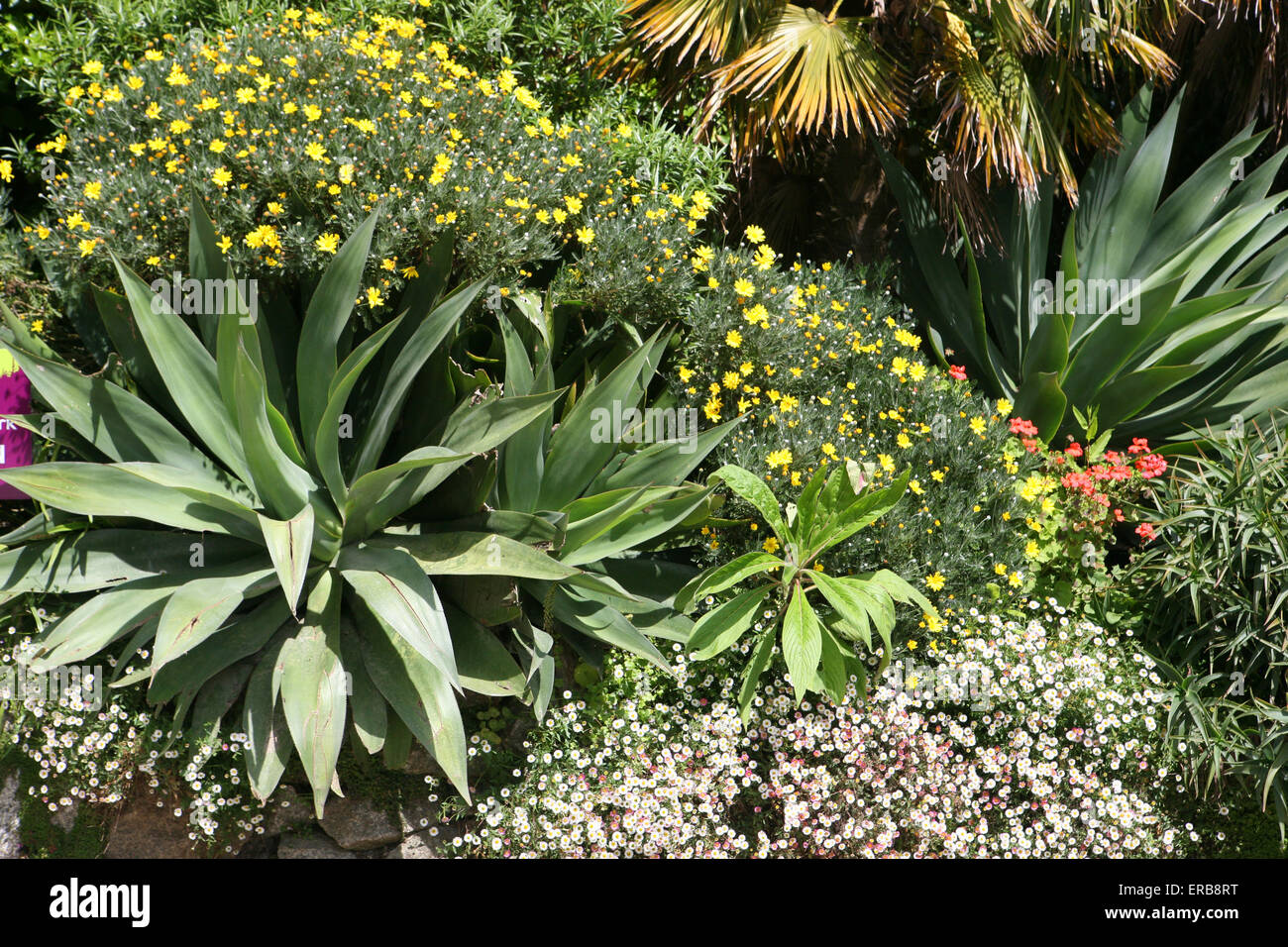 Trebah Gärten, Mawnan Smith, Falmouth Cornwall Stockfoto