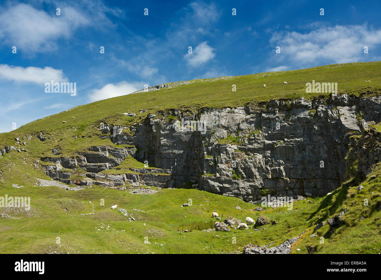 Wales, Carmarthenshire, Mynydd Du, Foel Fawr Schafbeweidung in alten Kalksteinbruch Stockfoto