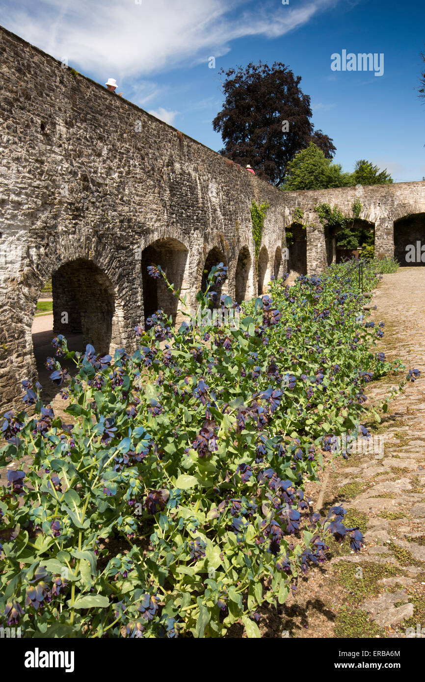 Wales, Carmarthenshire, Llangathen, Aberglasney Gärten, Kreuzgang Garten, Cerinthe Major Purpurescens Stockfoto