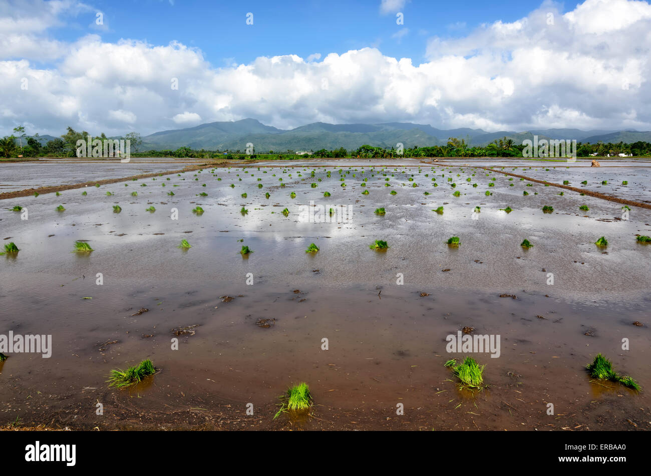Philippinen Reis Sämlinge in Reisfeldern bereit für das Pflanzen der Saison. Stockfoto