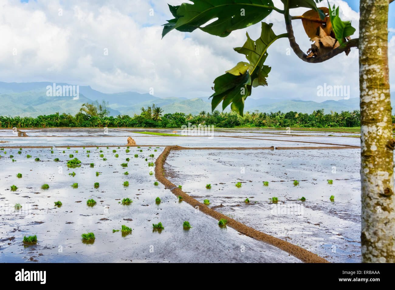 Philippinen Reis Sämlinge im Reisfeld bereit für das Pflanzen der Saison. Stockfoto