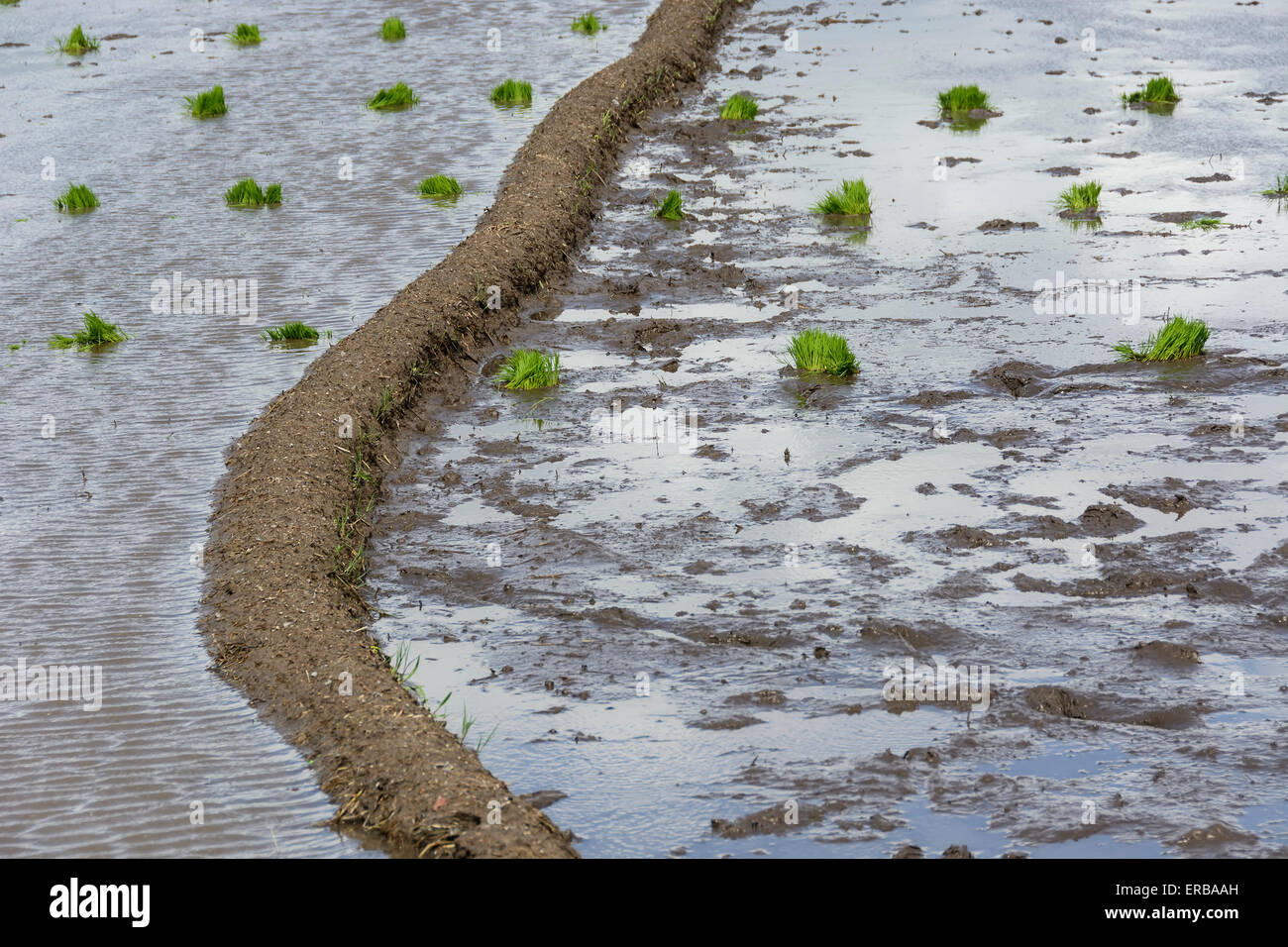 Philippinen Reis Sämlinge in einem schlammigen Reisfeld Stockfoto