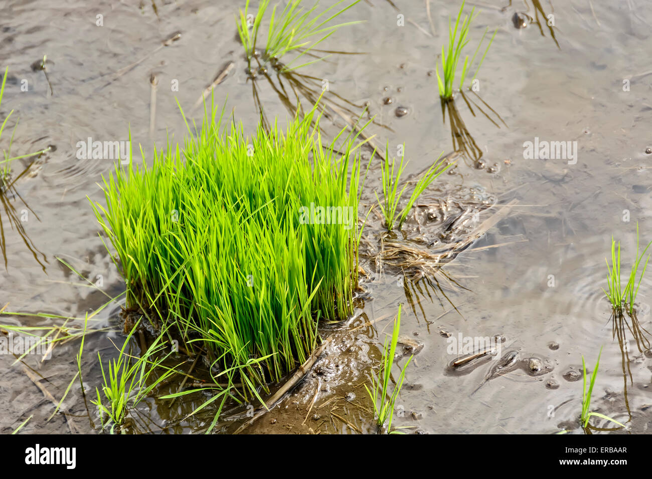 Philippinen Reis Sämlinge im Reisfeld bereit für das Pflanzen der Saison. Stockfoto