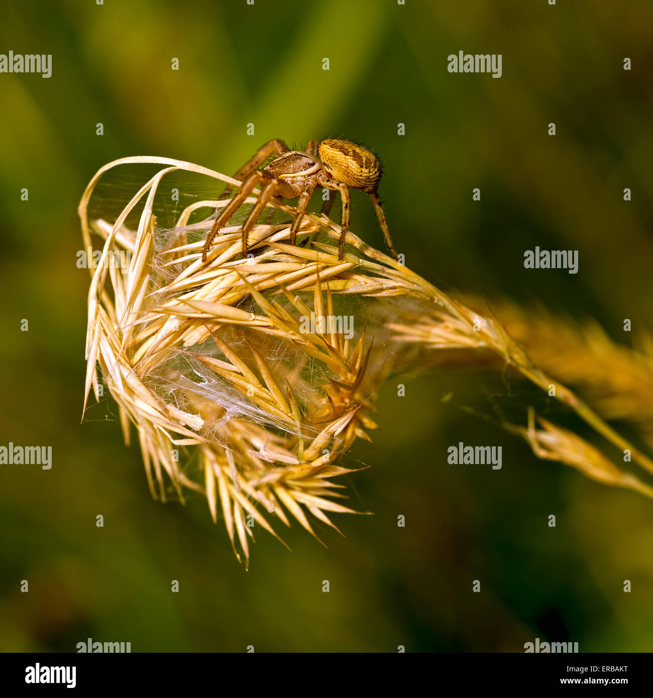 Xysticus Boden Krabbenspinne. Makro. Stockfoto