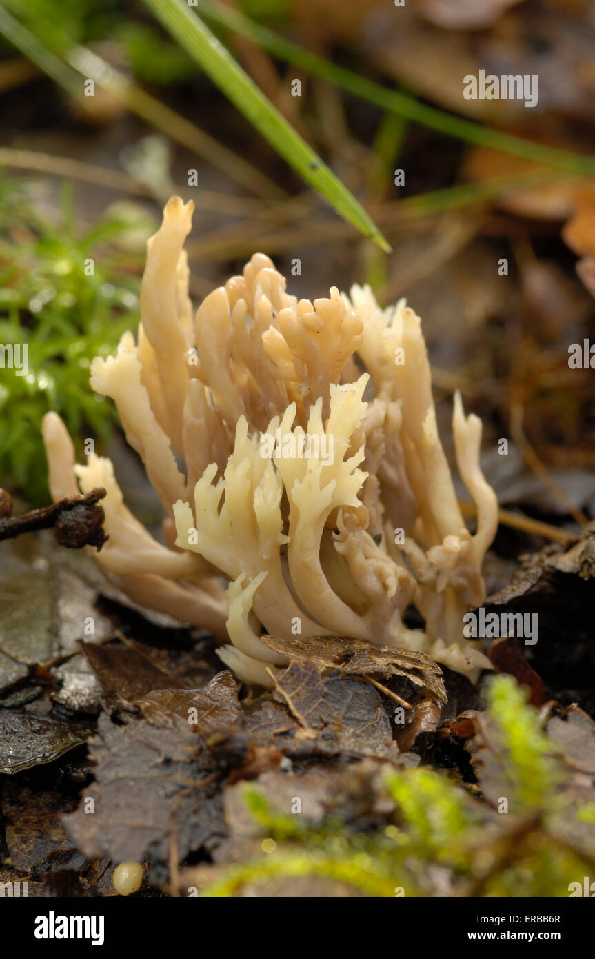 Coral-Pilz, Caldons Holz, Cree-Tal, Dumfries & Galloway, Schottland Stockfoto