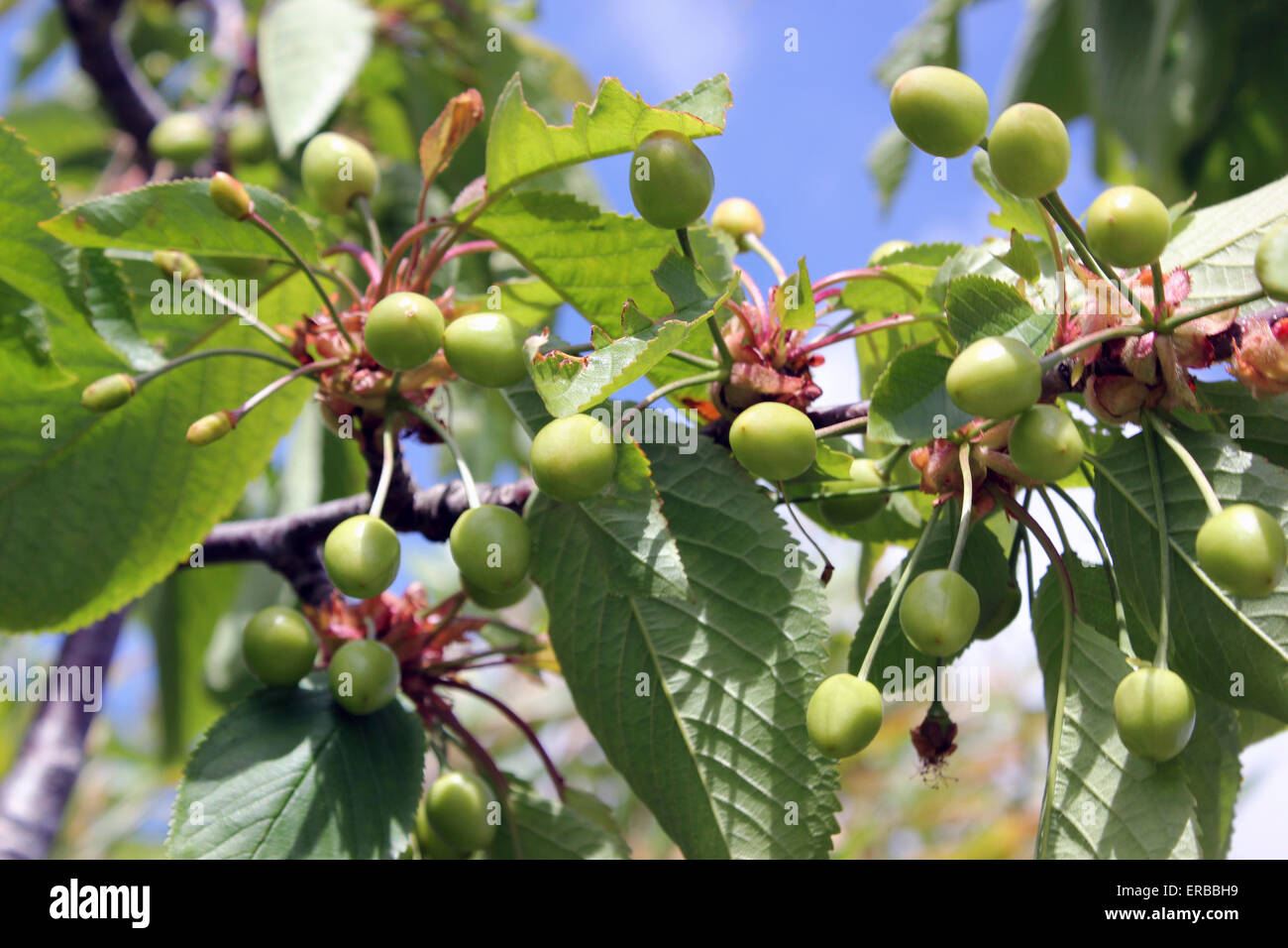 Prunus Morel Kirschbaum mit unreifen grünen Kirschen Stockfotografie