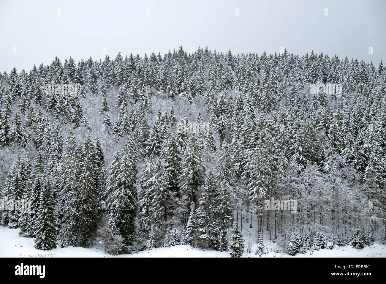 Winterlandschaft im Schwarzwald, Deutschland Stockfoto