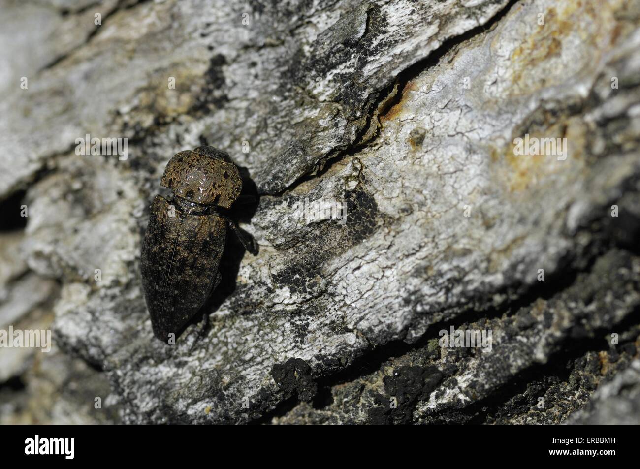 Metallische Holz Borer - Dock Käfer (Capnodis Tenebricosa) auf Rinde Provence - Frankreich Stockfoto