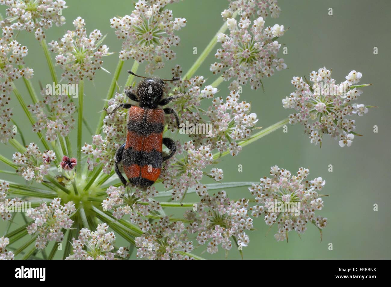 Biene-Käfer - karierte Käfer (Trichodes Apiarius) auf Blume Vaucluse - Provence - Frankreich Stockfoto