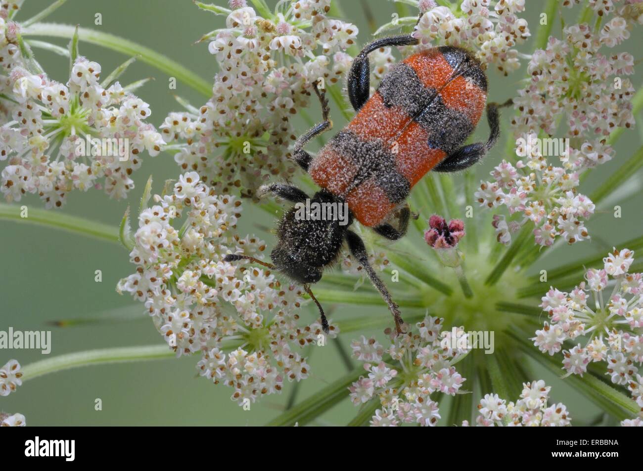 Biene-Käfer - karierte Käfer (Trichodes Apiarius) auf Blume Vaucluse - Provence - Frankreich Stockfoto