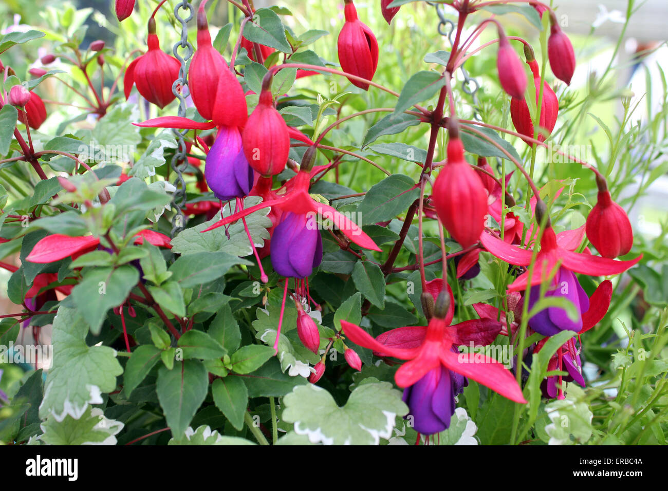 Nachgestellte Fuchsia 'Dark Eyes' Stockfoto