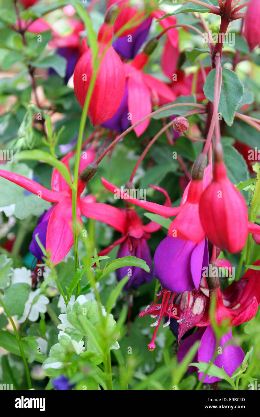 Nachgestellte Fuchsia 'Dark Eyes' Stockfoto