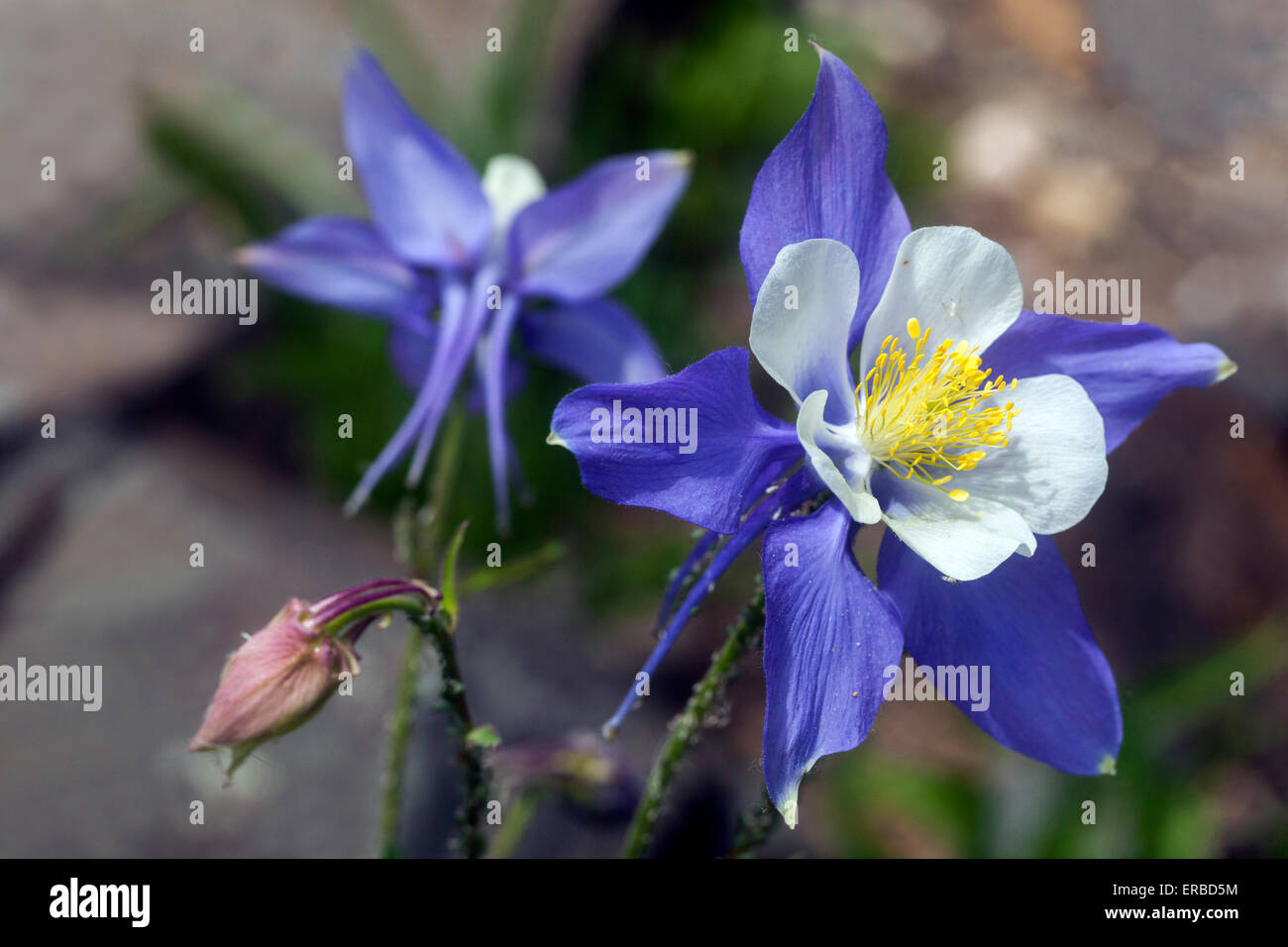 Aquilegia vulgaris Nahaufnahme Blume - Blau Columbine Stockfoto