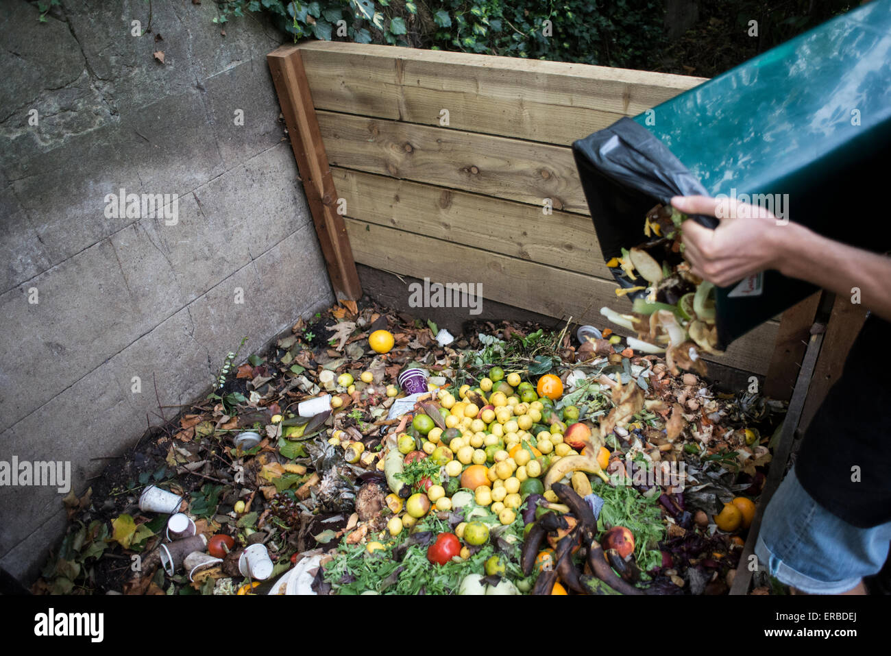 Eine Person, die Rückwürfe organische Küchenabfälle in einen großen komposthaufen Stockfoto