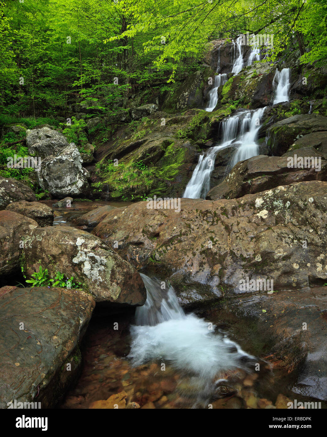 Frühling auf Dark Hollow Falls Trail im Shenandoah-Nationalpark, Virginia Stockfoto