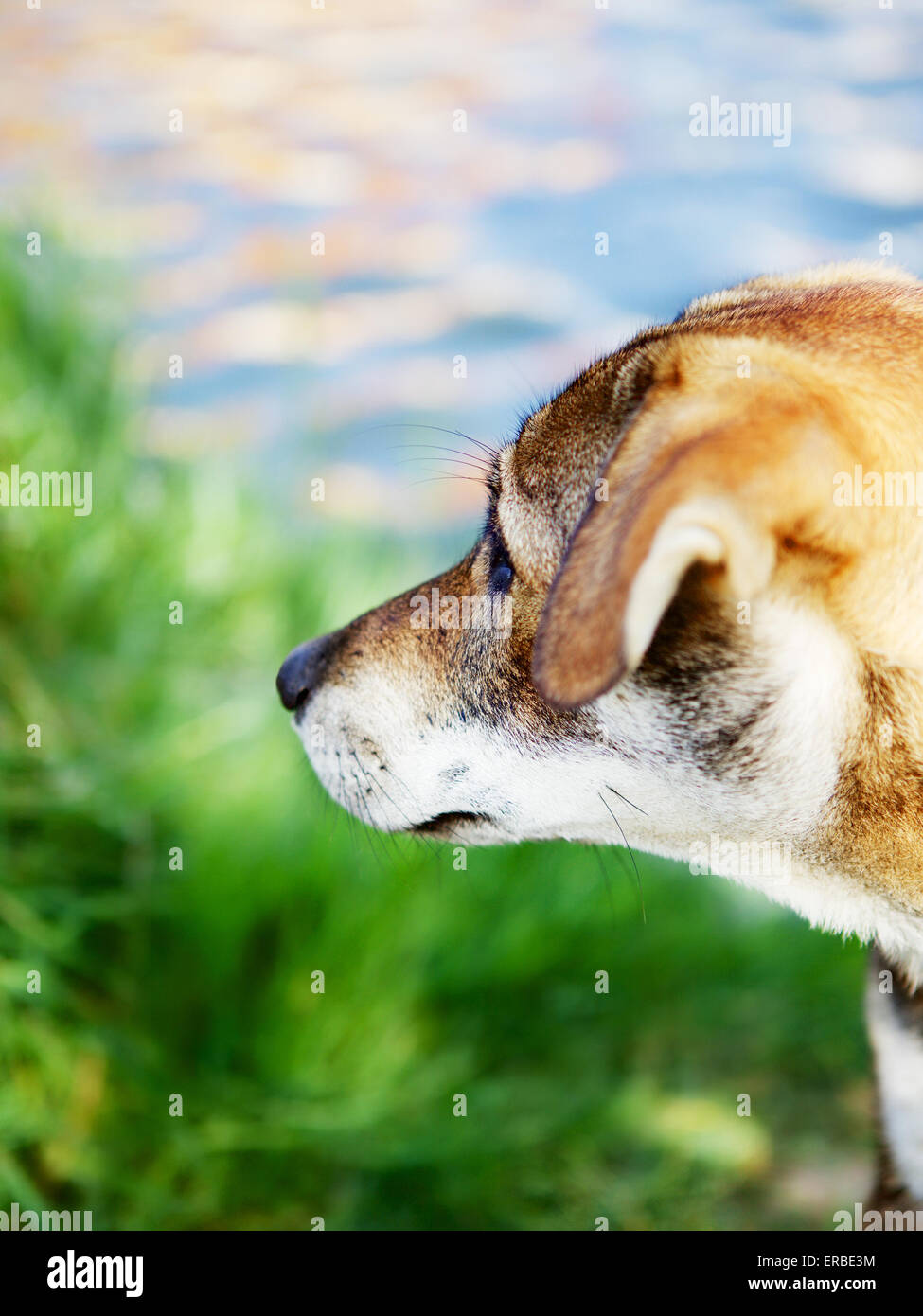 trauriger Hund in der Nähe von River bei Tag, outdoor portrait Stockfoto