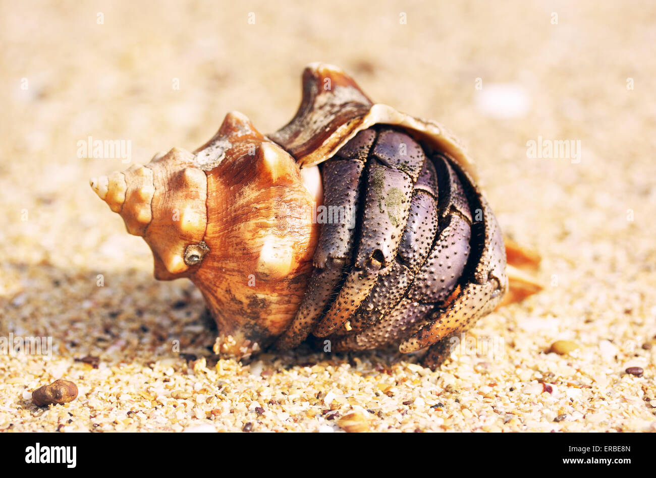 Einsiedlerkrebs an einem Strand in der Andamanensee Stockfoto