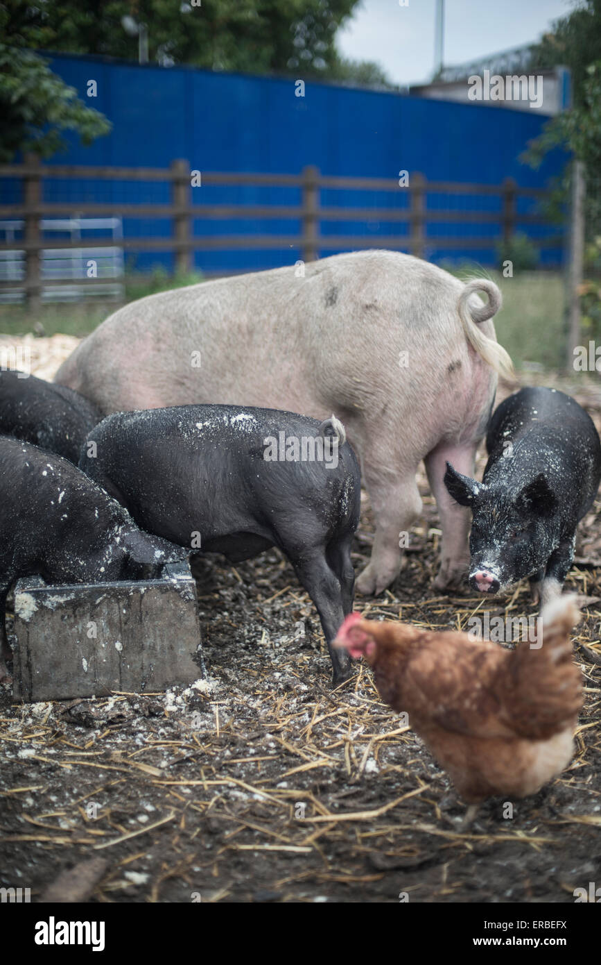 Schweine und Ferkel Essen von einem Trog in einem Stadtbauernhof, mit einem Huhn in den Vordergrund und Ferkel in Richtung der Kameras Stockfoto