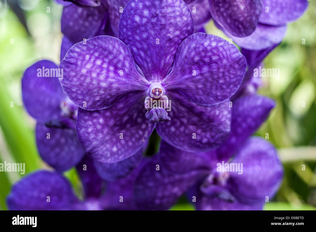 Purple Orchid, Orchidaceae, aufgenommen in Kew Gardens Stockfoto