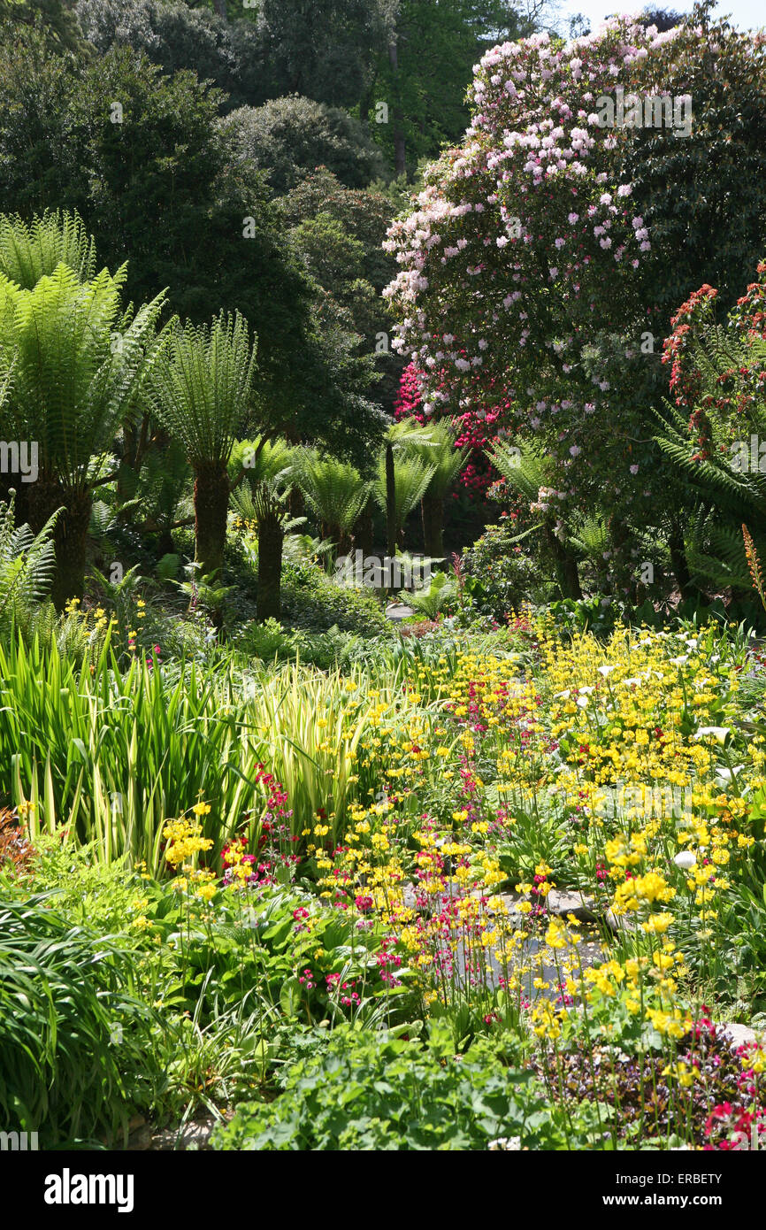 Trebah Gärten, Mawnan Smith, Falmouth Cornwall Stockfoto