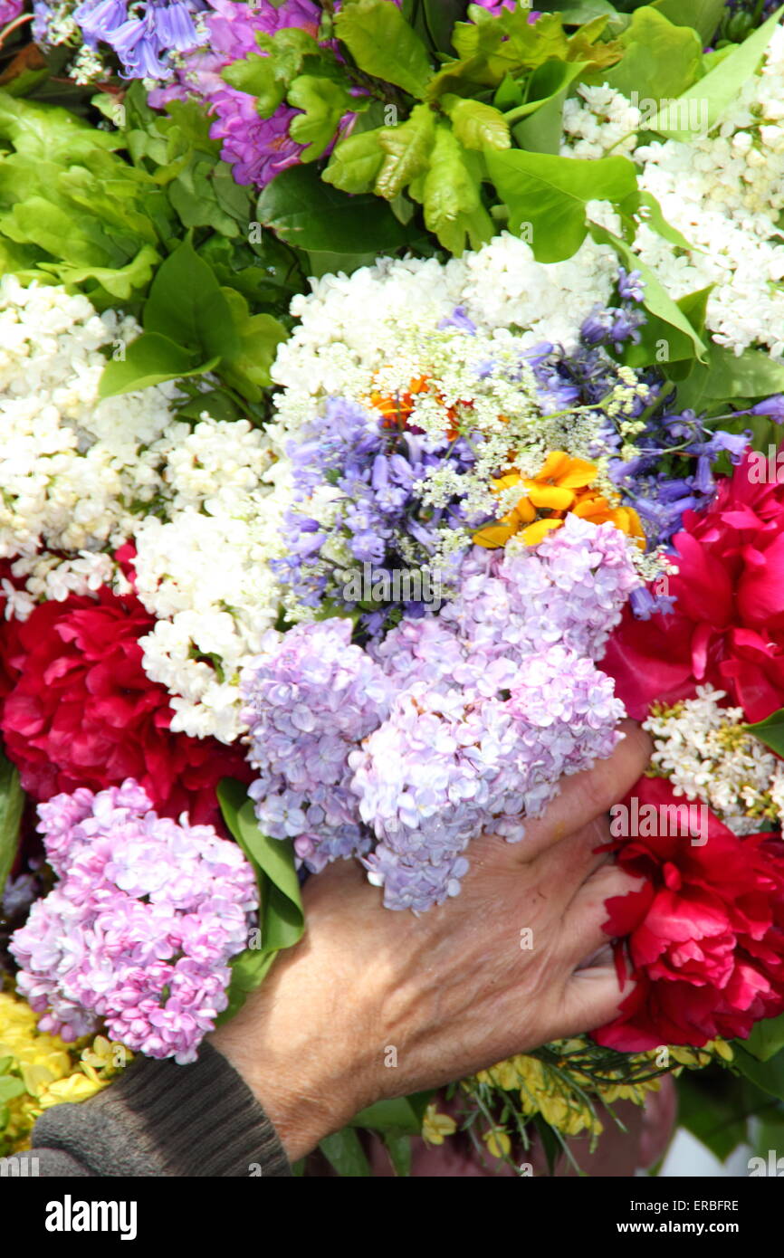 Eine Girlande Teekocher in den letzten Schliff für die florale Kopfbedeckung getragen durch die Girlande König Eiche Apple Tag, Castleton zu feiern. Stockfoto