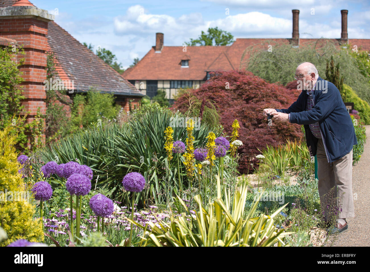 Allium Globemaster, im ummauerten Garten im RHS Wisley Garden, Garten der Royal Horticultural Society in Wisley, Surrey, UK Stockfoto