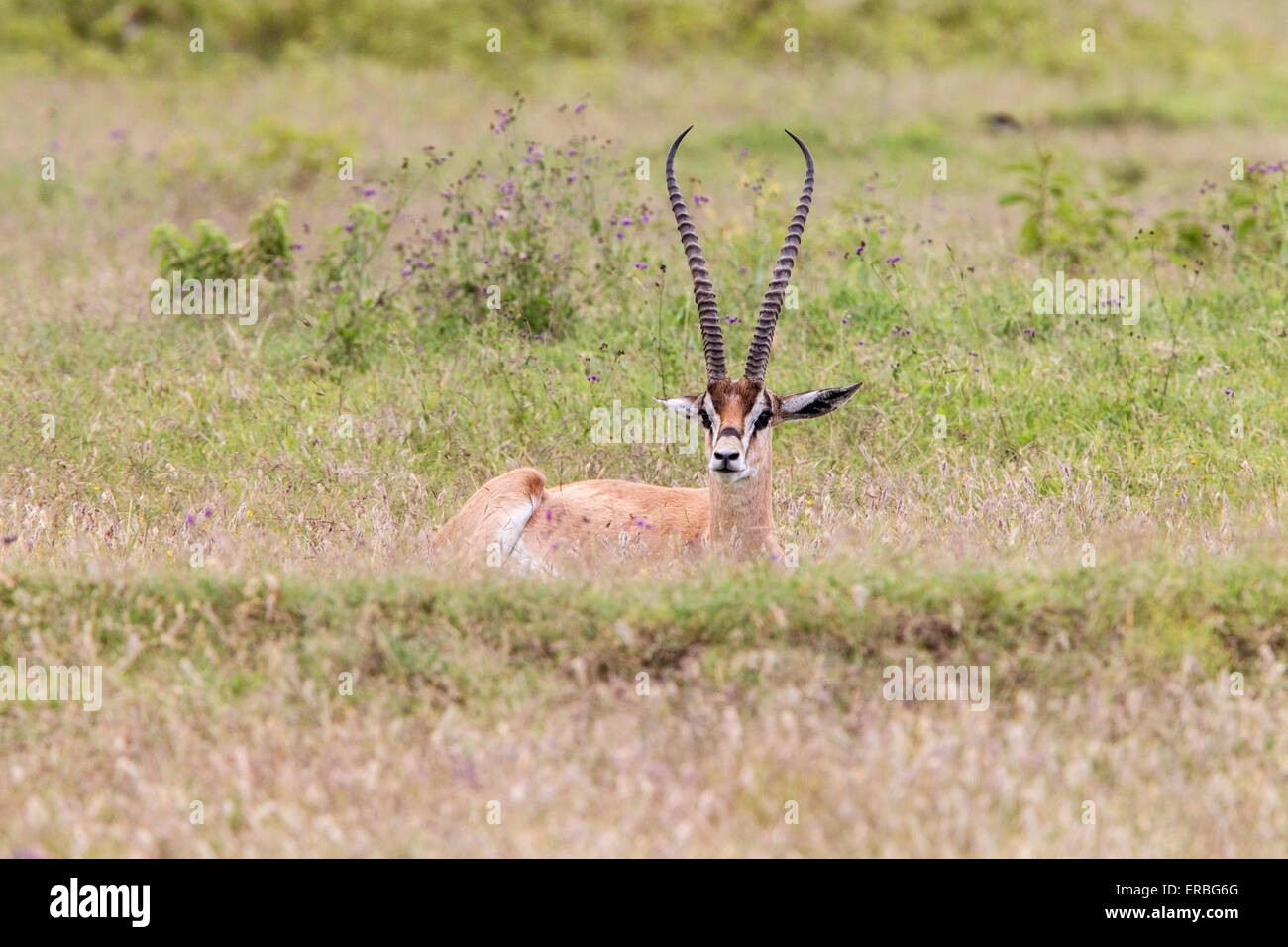 Thomson #s Gazelle (Eudorcas Thomsonii) Männchen liegen im Rasen mit Kopf nach oben zeigen, Hörner, Masai Mara, Kenia, Afrika Stockfoto