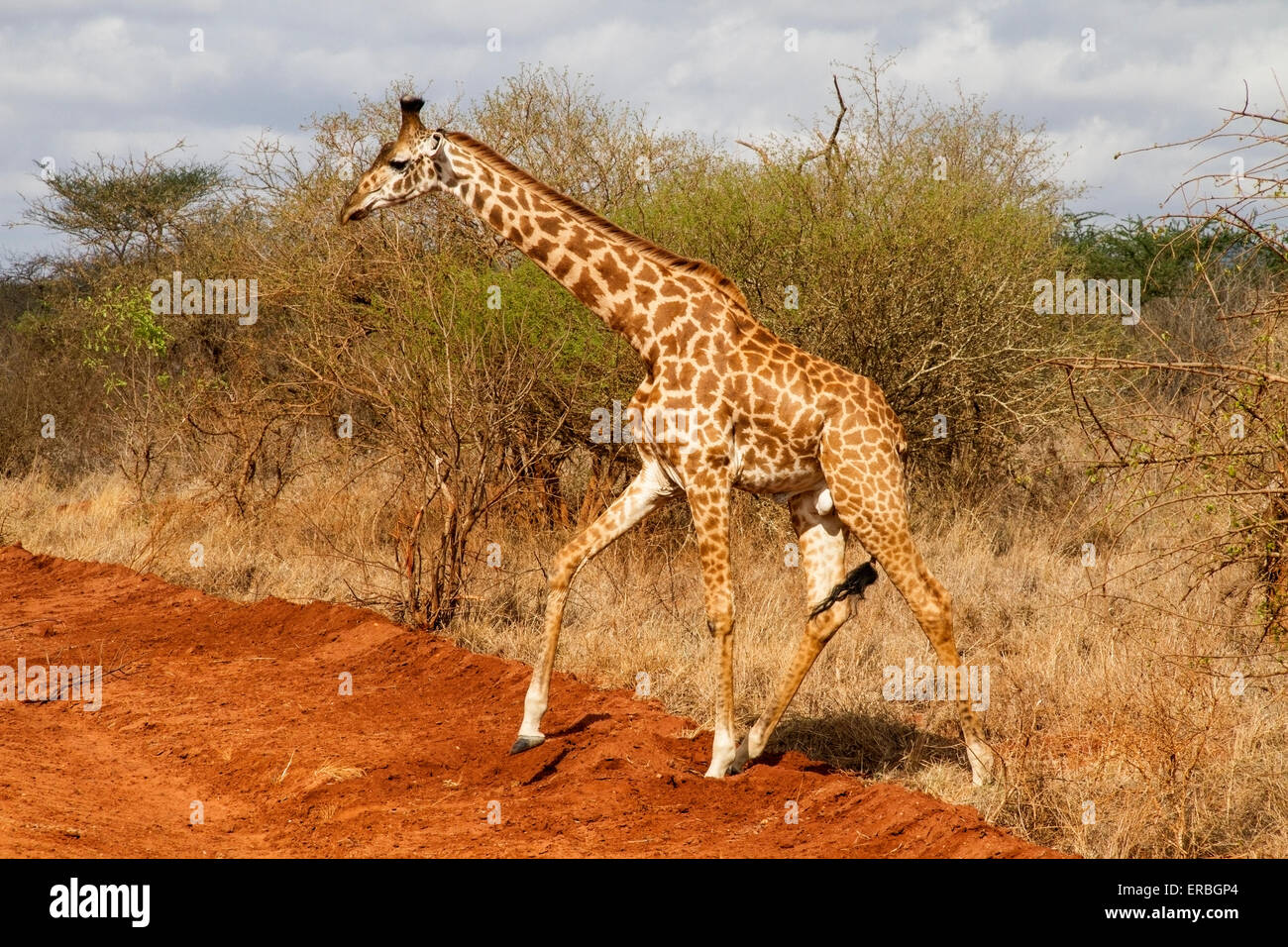 Giraffe (Giraffa Plancius) Erwachsenen zu Fuß im Busch, im Wüstenland, Kenia, Afrika Stockfoto