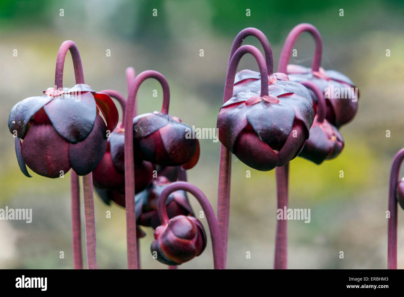 Kannenpflanze, Sarracenia purpurea Blumen Stockfoto