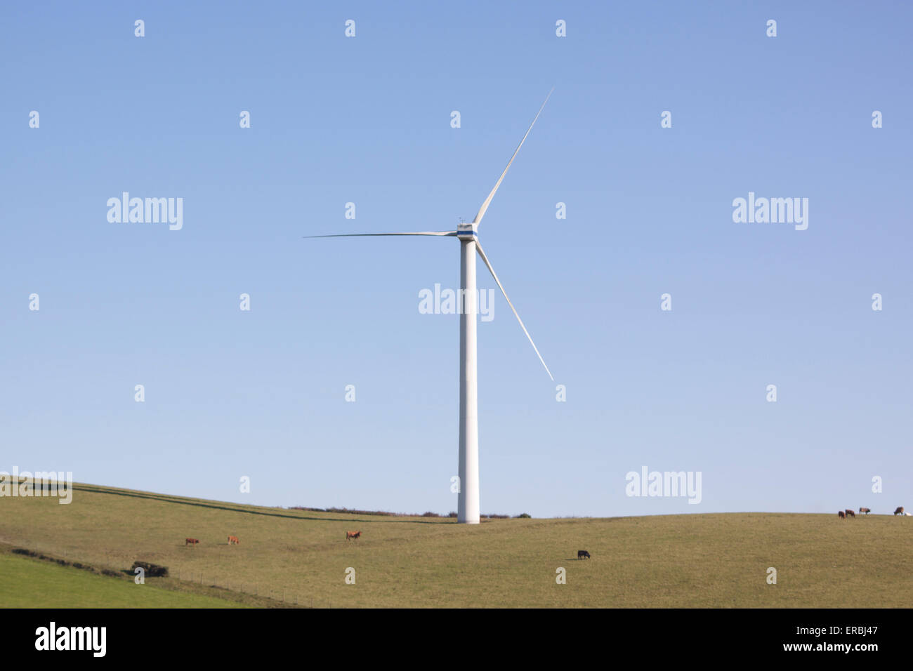 Eine Windkraftanlage in einem Feld Stockfoto