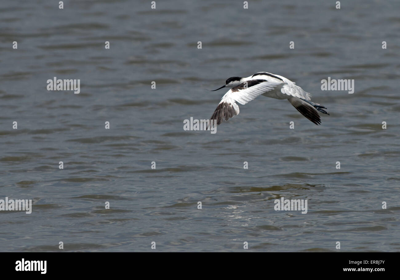 Säbelschnäbler Recurvirostra Avosetta im Flug. Frühling. UK Stockfoto