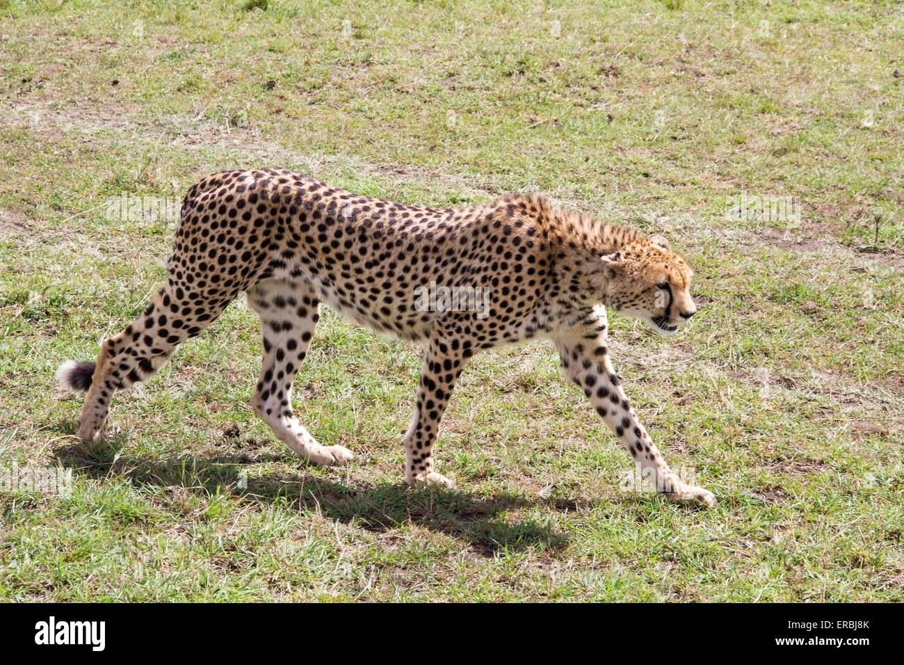 Gepard (Acinonyx Jubatus) Erwachsenen zu Fuß über kurze Vegetation, Masai Mara, Kenia, Afrika Stockfoto